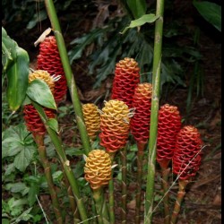 Zinziber Spectabilis - Shampoo ginger - MC - 320